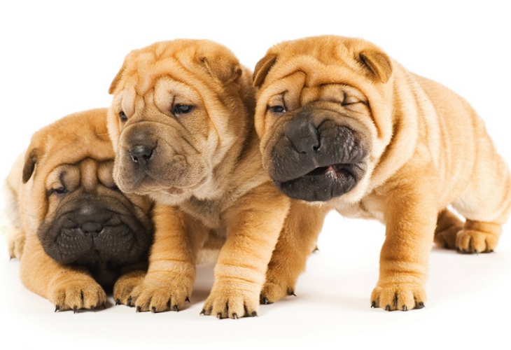 wrinkly dogs