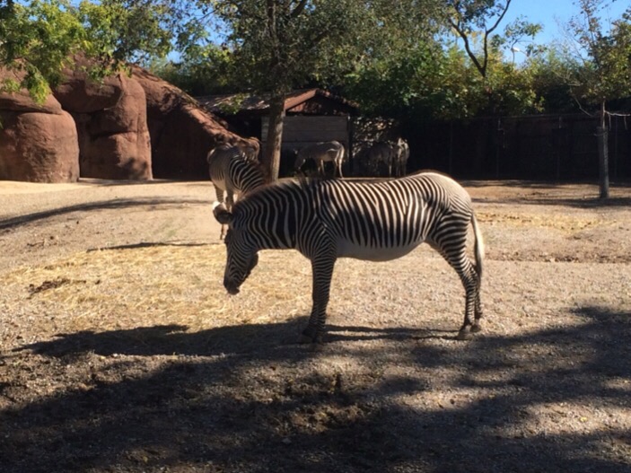 st. louis zebra