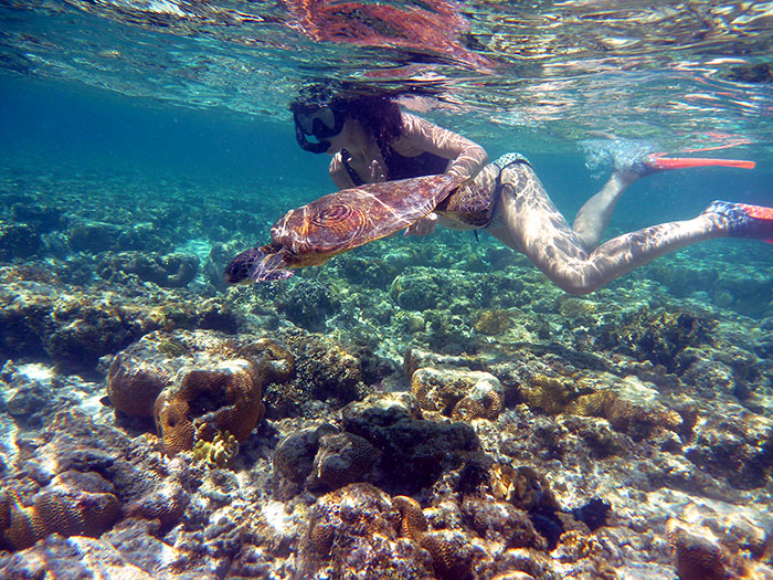 Snorkling with turtles in Lady Elliot Island