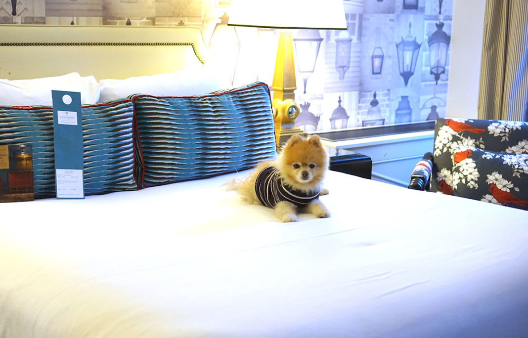 Alexandria, Virginia is for Dog Lovers Pretty Connected